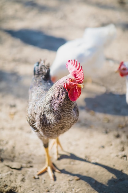 Un beau poulet domestique de couleur blanche