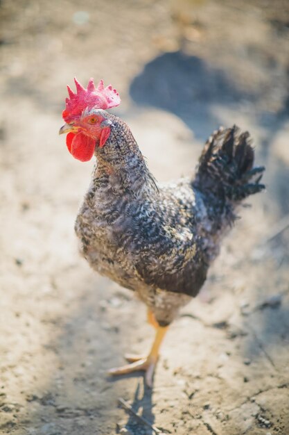 Un beau poulet domestique de couleur blanche