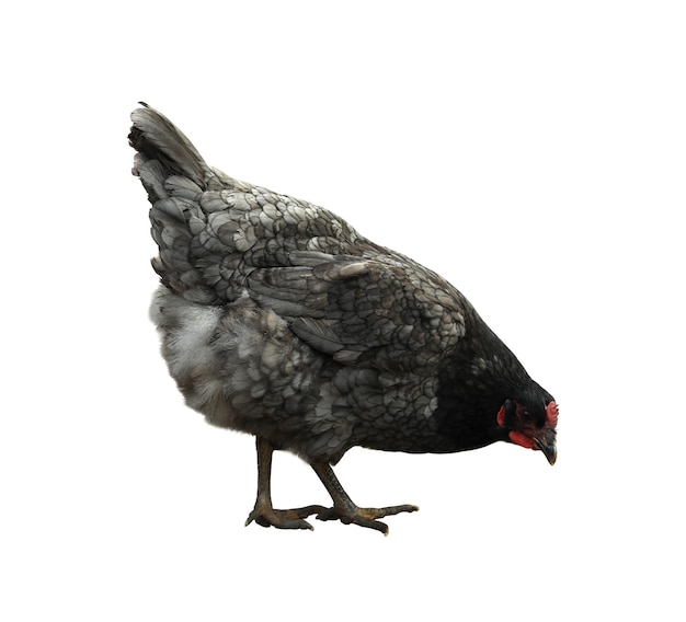 Beau poulet sur fond blanc Animal domestique