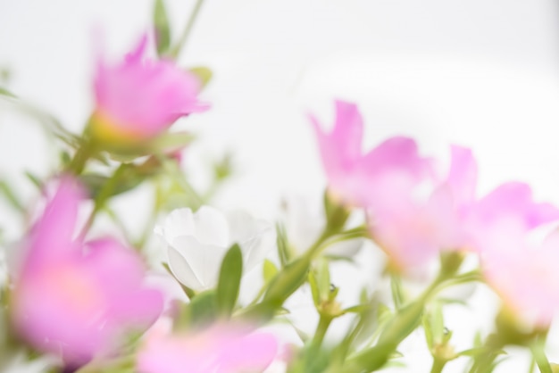 Beau pourpier commun, Verdolaga, amarante, petite berce du Caucase, champ de fleurs de Pusley doux en journée ensoleillée