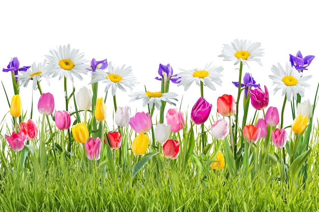 Photo beau printemps avec des fleurs et de l'herbe isolé