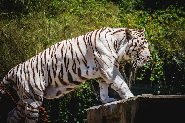 beau et puissant tigre blanc se reposant au soleil