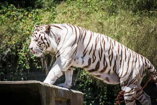 beau et puissant tigre blanc se reposant au soleil