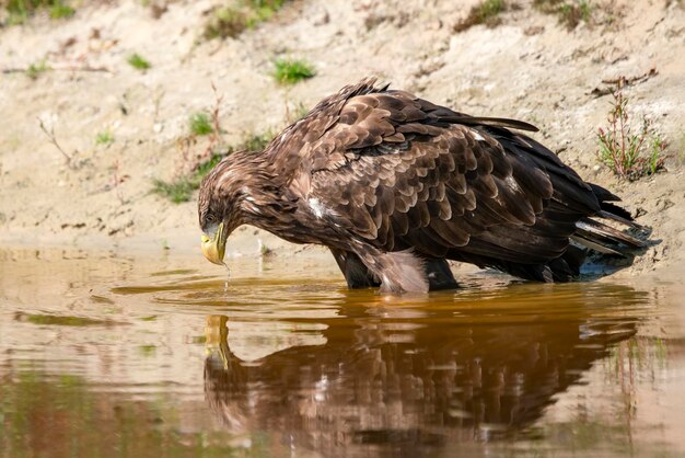 Beau pygargue à queue blanche (Haliaeetus albicilla) eau potable d'un lac.