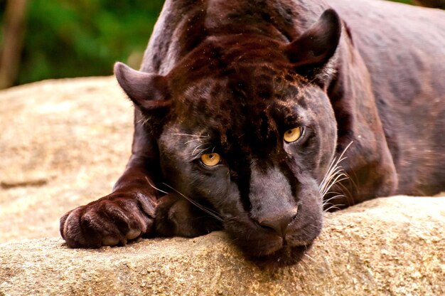 Beau et rare jaguar noir au Brésil, (Panthera onca)