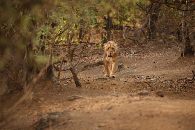 Beau et rare lion asiatique dans l'habitat naturel du parc national de Gir