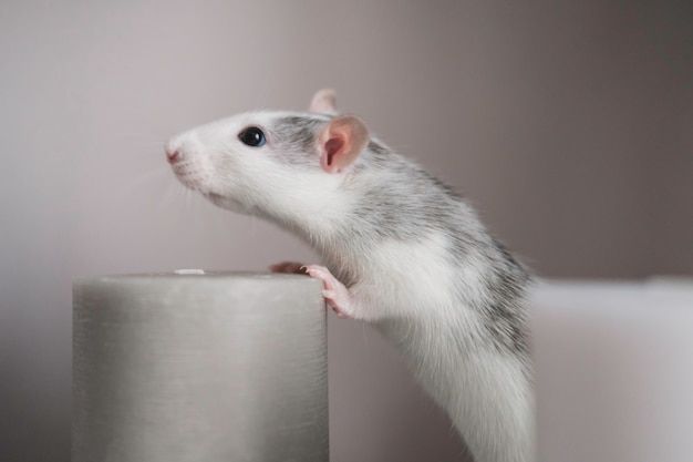 Photo un beau rat décoratif blanc et gris renifle une bougie parfumée. gros plan rat