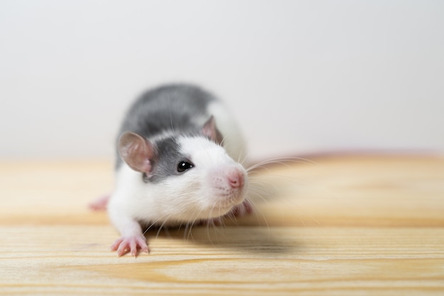 Beau rat isolé sur fond blanc. Accueil Souris symbole 2020 nouvel an