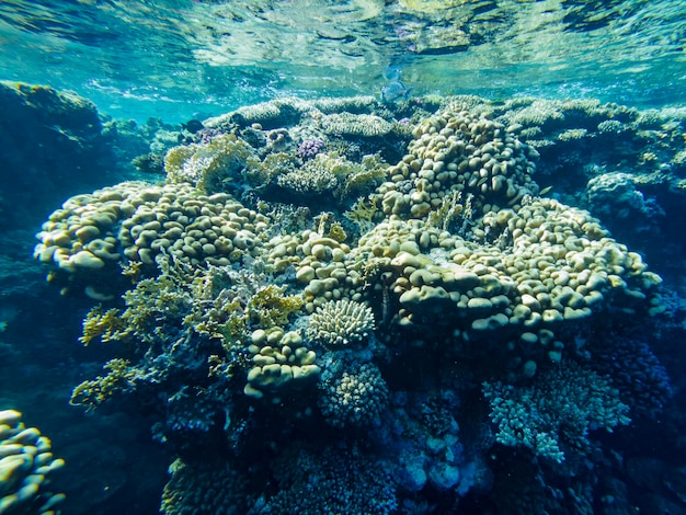 Beau récif de corail coloré en mer rouge