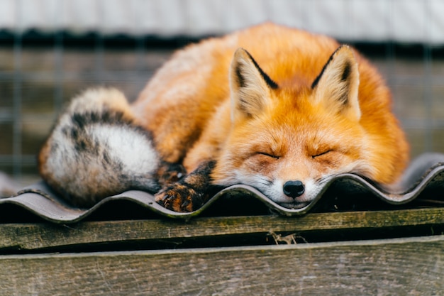 Beau renard dormant sur le toit du chenil