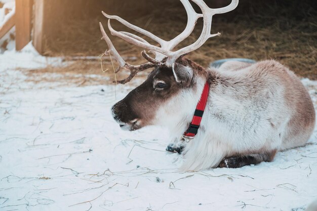 Beau renne dans un petit corral dans le parc ethnique Nomad de la région de Moscou Russie Très bel hiver enneigé et froid