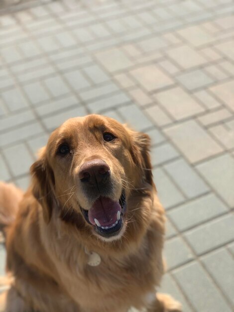 Beau retriever américain assis à l'extérieur sous le soleil et souriant