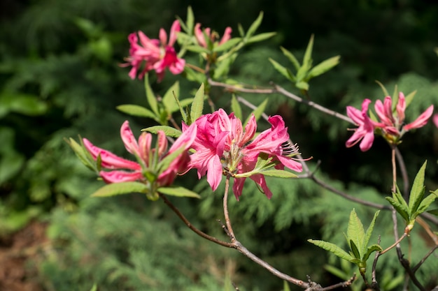 Beau rhododendron coloré dans le jardin printanier. Mise au point sélective