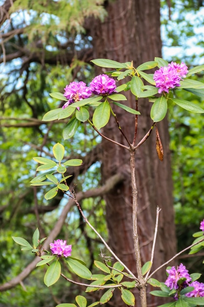 Beau rhododendron violet en fleurs dans le jardin