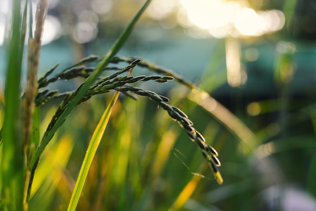 Beau riz paddy dans le champ avec coucher de soleil.