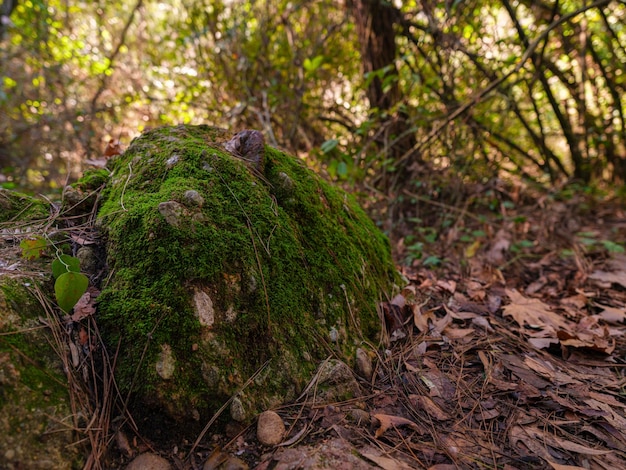 Un beau rocher moussu dans la forêt
