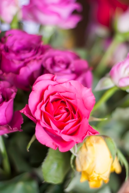 Beau rose et rouge dans un panier.