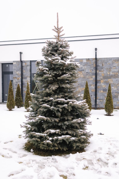 Beau sapin à l'extérieur de la neige sur les branches