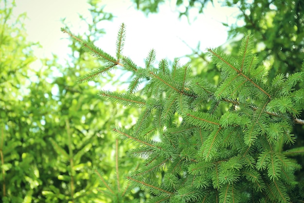 Beau sapin à l'extérieur. Notion de Noël