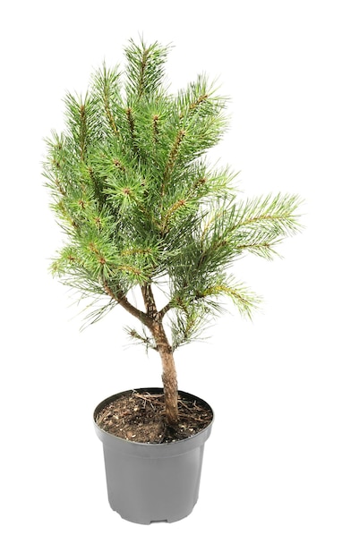 Beau sapin en pot sur fond blanc