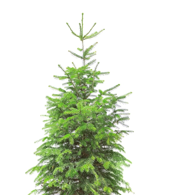 Beau sapin en pot sur fond blanc