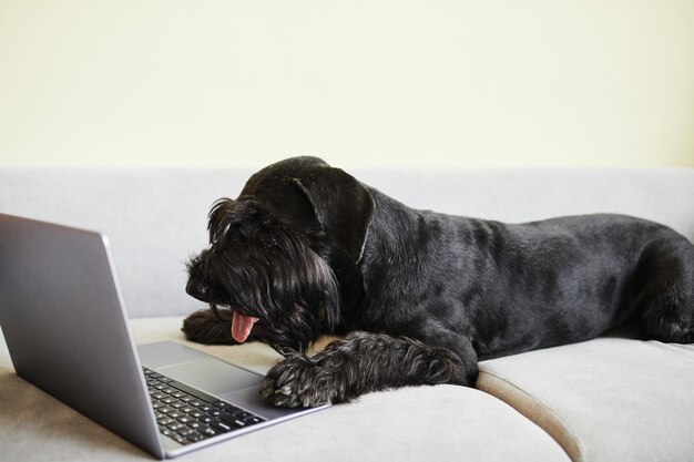 Beau schnauzer noir allongé sur un canapé à la maison et regardant un écran d'ordinateur