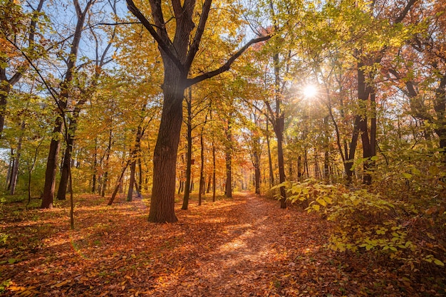 Beau sentier dans la forêt d'automne. Incroyable nature pittoresque, paysage de chemin de feuilles d'automne, soleil