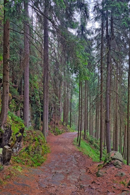 Beau sentier humide dans les bois après la pluie