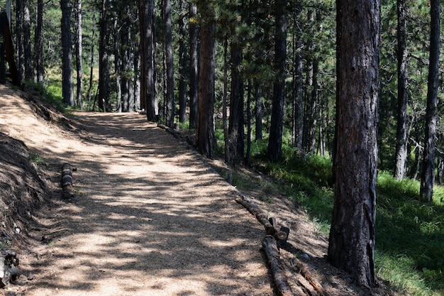 Beau sentier pour marcher et faire du jogging dans la forêt