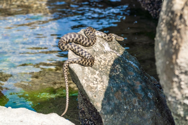 Beau serpent d'eau dans son habitat naturel