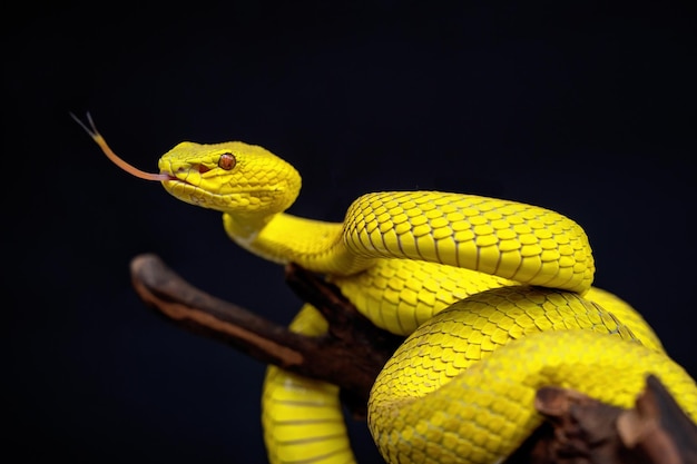 Beau serpent vipère jaune en gros plan