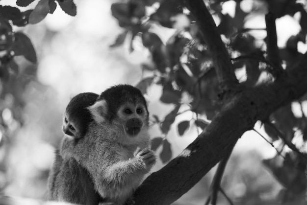 Beau singe avec un petit sur un arbre
