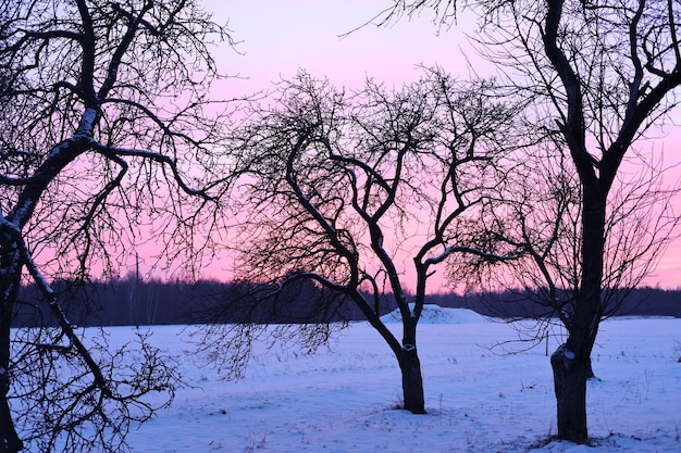 Photo un beau soir de coucher de soleil, un beau ciel rose avec des branches d'arbres sombres en arrière-plan.