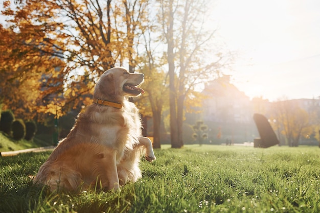 Beau soleil Deux beaux chiens Golden Retriever se promènent ensemble dans le parc