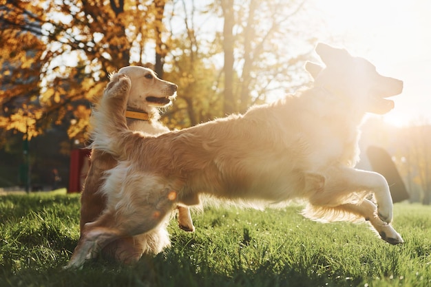 Beau soleil Deux beaux chiens Golden Retriever se promènent ensemble dans le parc