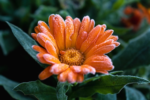 Beau souci orange congelé en hiver matin gel précoce dans la campagne calendula officinalis