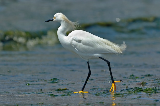 Beau spécimen de héron blanc marchant sur la plage