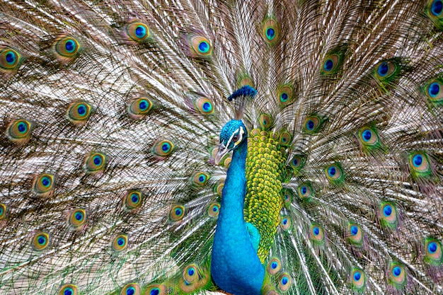 Beau spectacle de paon dansant des plumes colorées