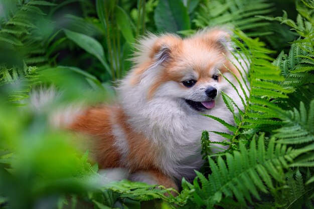 Un beau spitz est assis dans un buisson de fougère. Fond vert