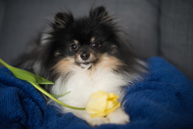 Beau spitz avec tulipe jaune journée nationale du chien journée de la femme journée mondiale des animaux