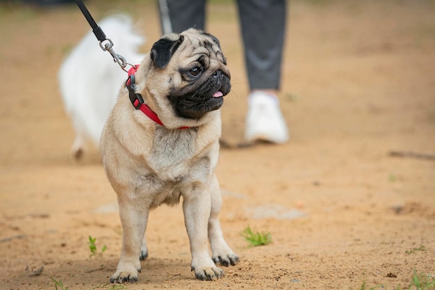 Un beau et sympathique Pug qui court à une exposition canine.