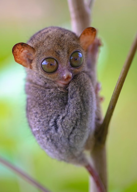 un beau Tarsier Monter un petit arbre