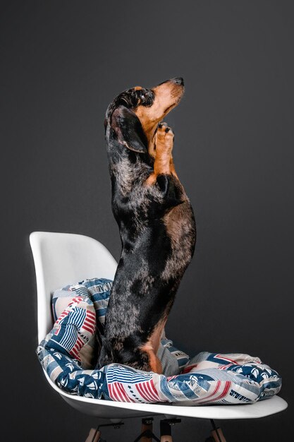 Beau teckel en marbre sur une chaise sur fond noir