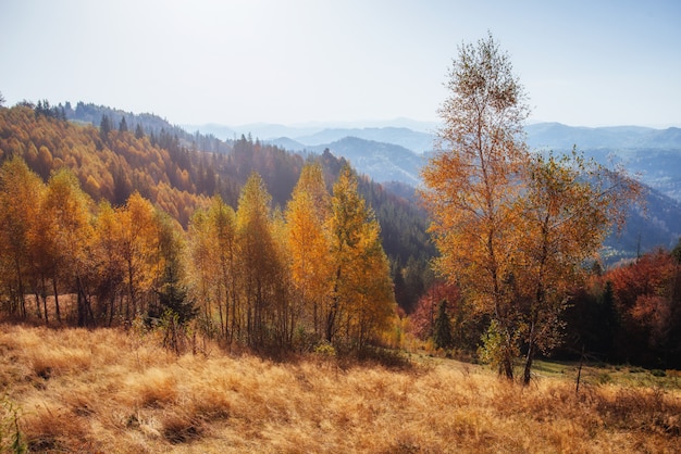 Beau temps de montagne d'automne dans les Carpates