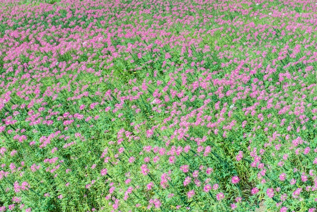 Beau terrain de jardin rose et renunculus.