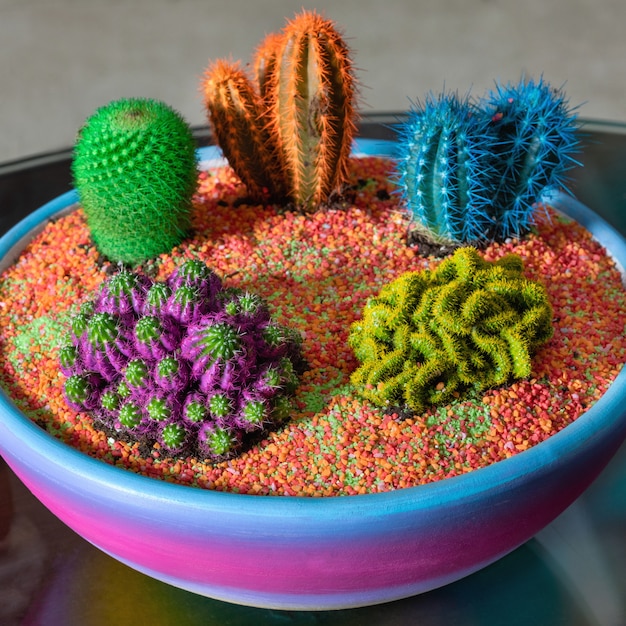 Beau terrarium coloré avec succulentes, cactus, fleurs, roches, sable à l'intérieur