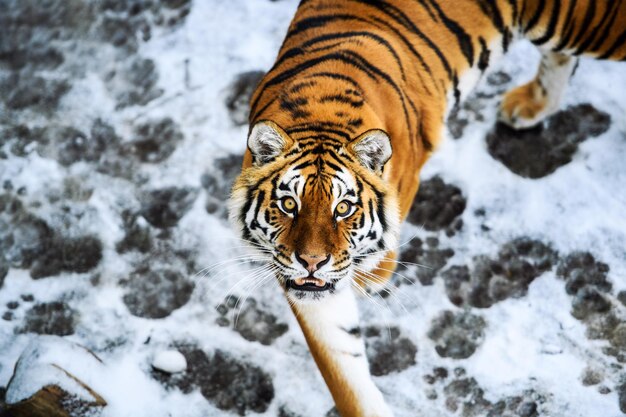 Beau tigre de l'Amour sur la neige Tigre dans la forêt d'hiver