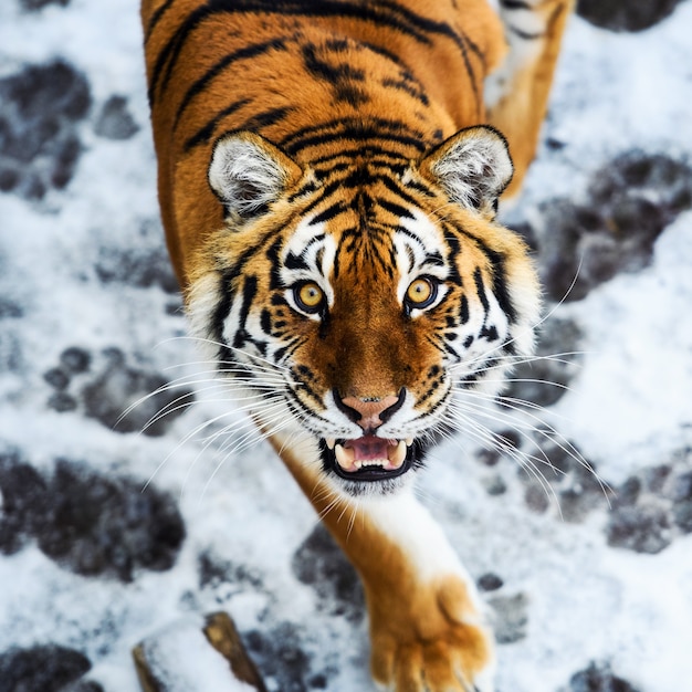 Beau tigre de l'amour sur la neige. Tigre dans la forêt d'hiver