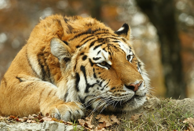 beau tigre au zoo safari