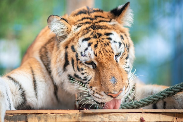 Beau tigre rayé se bouchent. Animal de cirque. Protection de la faune. Visage de tigre. Symbole de l'année. Année du tigre 2022